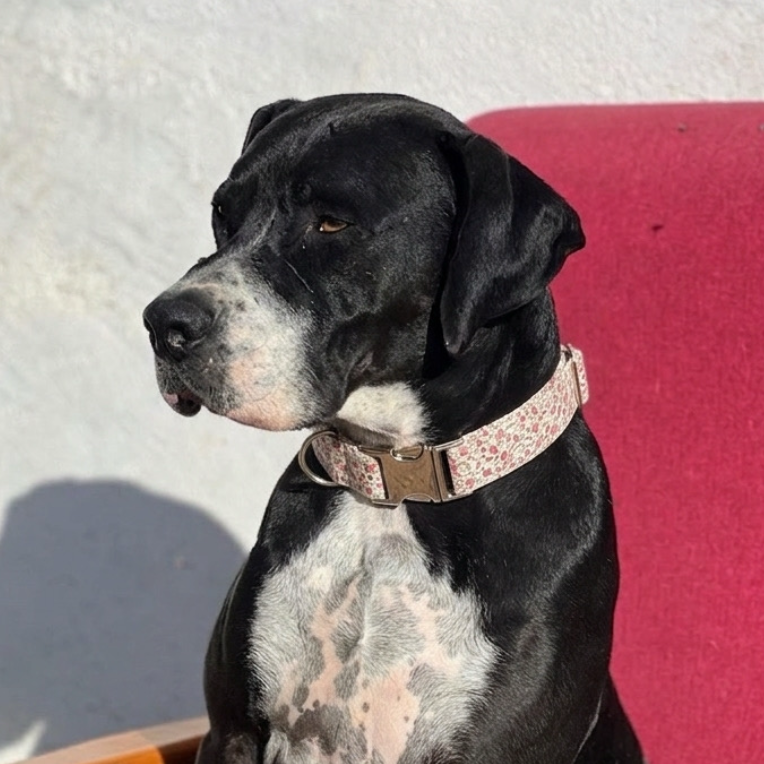 Collar Pink Blossom