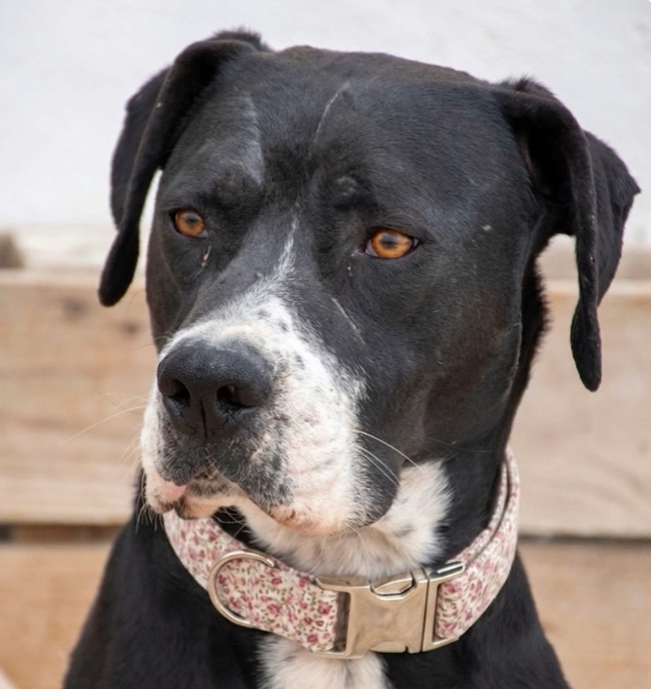 Collar Pink Blossom